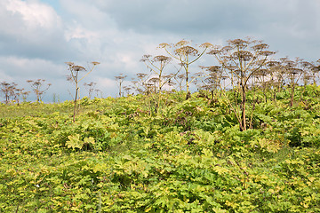 Image showing Thickets Heracleum