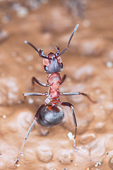 Image showing Wood ant in a fighting rack