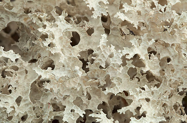 Image showing Cetraria nivalis - lichen