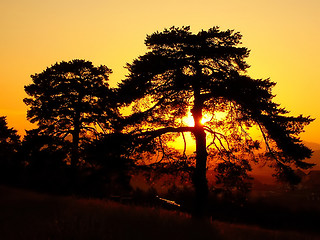 Image showing Sunset through the tree
