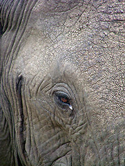 Image showing Elephant eye