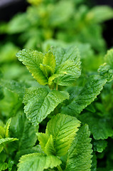 Image showing Lemon balm