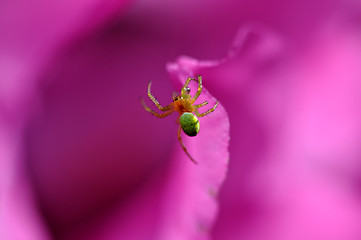 Image showing Spider in flower