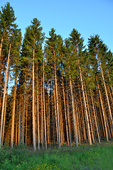 Image showing Spruce Forest