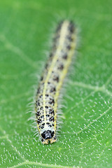 Image showing Caterpillar of the butterfly on green leaf