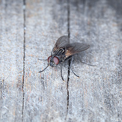 Image showing Grey house fly