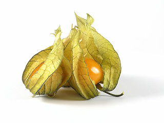 Image showing physalis