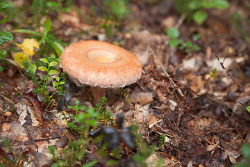 Image showing Autumn edible fungi - Lactarius torminosus