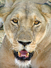 Image showing Lion portrait