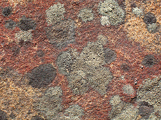 Image showing Stone covered by a lichen background