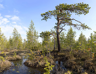 Image showing The crook pine among bog