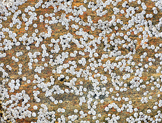 Image showing Sea animals on a rock surface