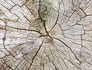 Image showing Cut of a trunk background