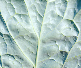 Image showing Surface of leaf with foliage