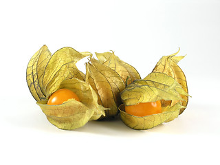 Image showing physalis