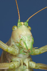 Image showing Amusing portrait of a green grasshopper