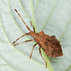 Image showing Brown stink bug sitting on a leaf