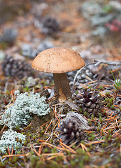 Image showing brown cap boletus growing in northern wood