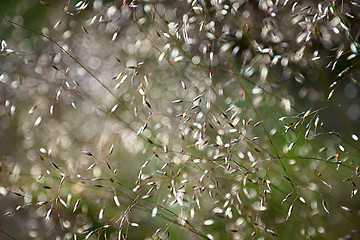 Image showing Grass blurred abstract background