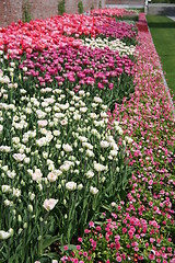 Image showing Carpet of flowers