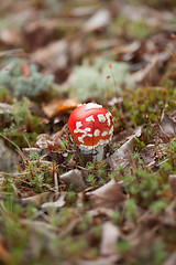 Image showing Amanita muscaria in forest