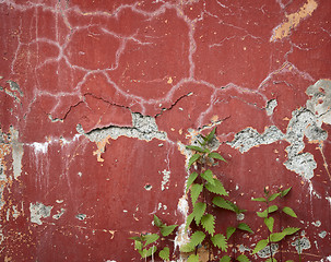 Image showing Old wall with cracks and nettle runaways