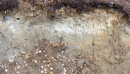 Image showing Earthen grunge wall in autumnal forest