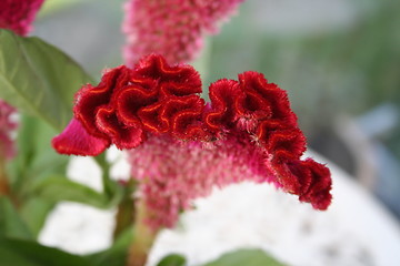 Image showing Red flower