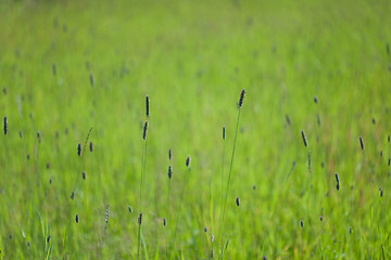 Image showing Green field with a grass and ears