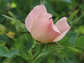 Image showing Pink Rose Bud