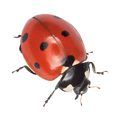 Image showing Ladybird isolated on a white background