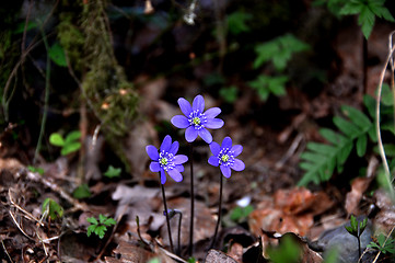 Image showing Blue anemone