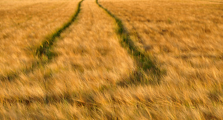 Image showing Field of ripe Grain