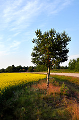 Image showing Single tree and colza field