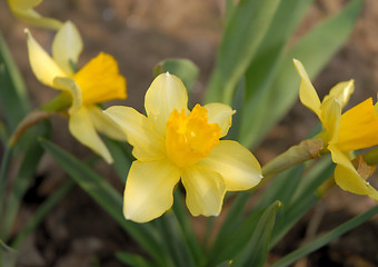Image showing narcissus