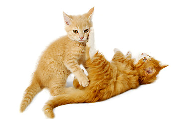 Image showing Fighting kittens