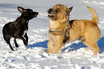 Image showing Two dogs playing