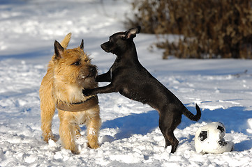 Image showing Two dogs in snow