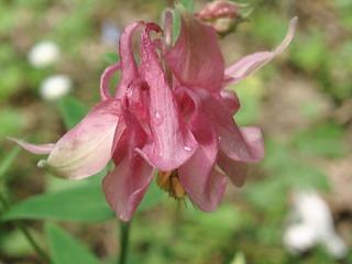 Image showing Pinck blossom