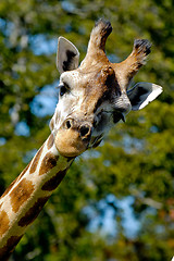 Image showing Giraff