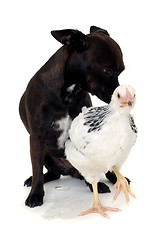 Image showing Puppy dog and chicken