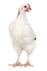 Image showing Hen on white background