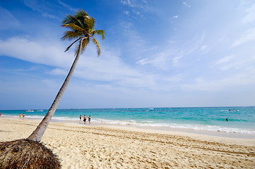 Image showing Palm on beach