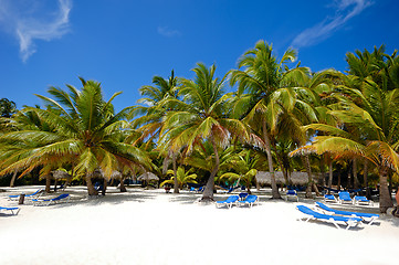 Image showing Paradise beach with palms and sunbeds