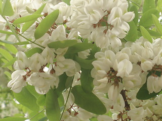 Image showing White Blossoms