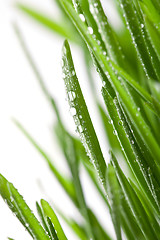 Image showing wet grass 