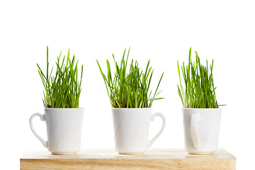 Image showing fresh green grass in coffee cups