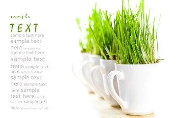 Image showing green grass in coffee cups 