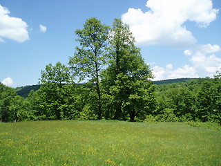 Image showing Green medow and trees