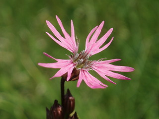 Image showing Pink blossom